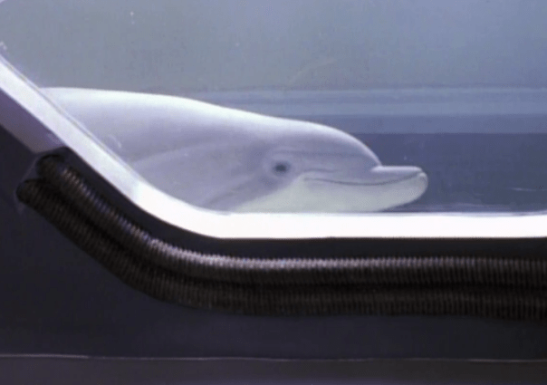 FUCK YEAH DARWIN. Fun fact: he was voiced by legendary voice actor Frank Weller! 